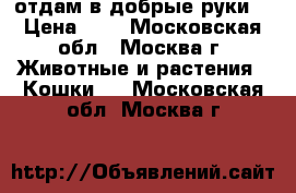 отдам в добрые руки  › Цена ­ 1 - Московская обл., Москва г. Животные и растения » Кошки   . Московская обл.,Москва г.